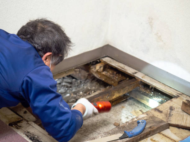 Best Local Mold Removal Service  in Wrightsville Beach, NC