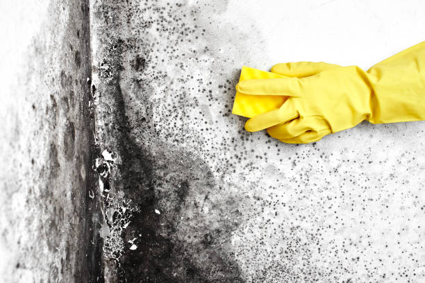 Best Commercial Mold Removal  in Wrightsville Beach, NC