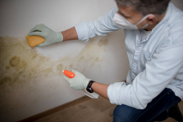 Best Residential Mold Removal  in Wrightsville Beach, NC