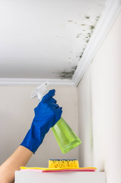 Best Attic Mold Removal  in Wrightsville Beach, NC